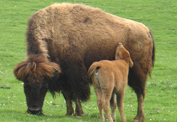 La ferme aux bisons