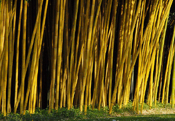 Le parc aux Bambous