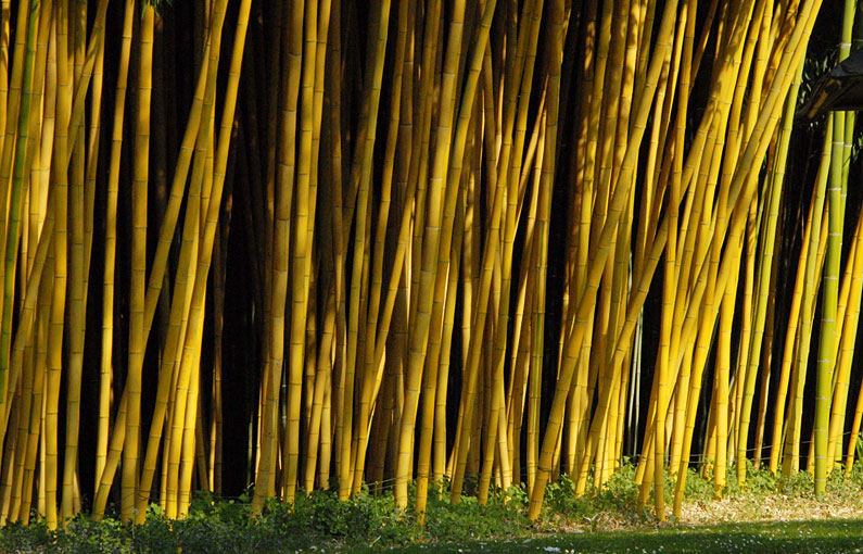 Parc aux bambous