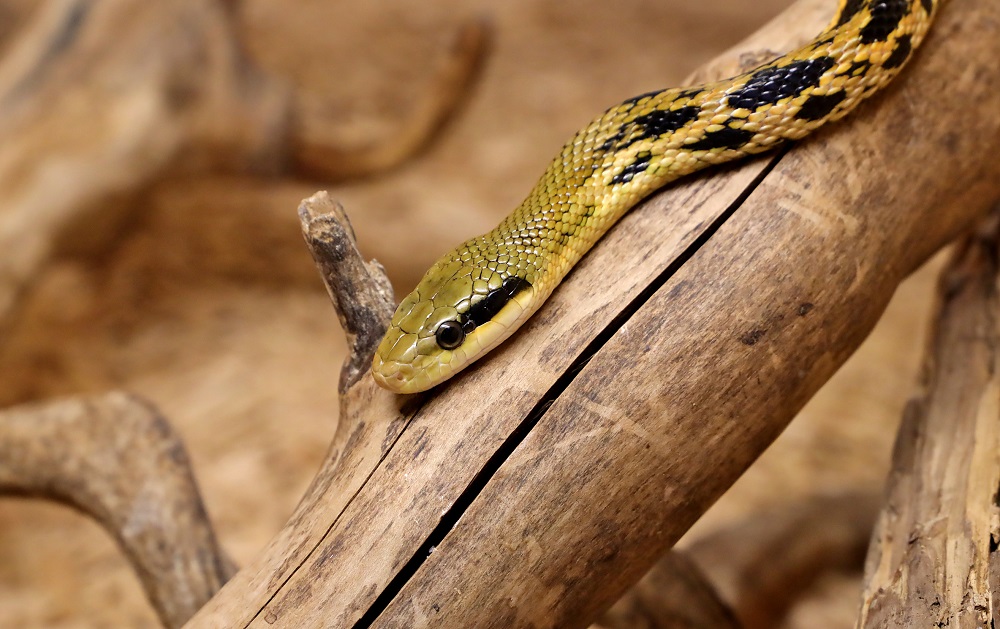 La ferme des reptiles - serpent ratier d'asie