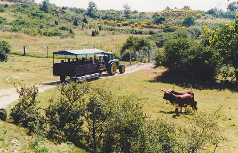 Visite guidée en charrette de La ferme aux bisons