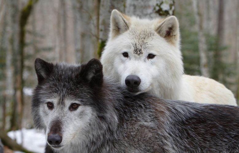 La maison des loups - couple de loups